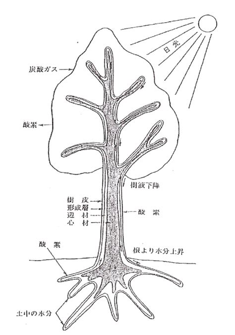 樹木 根|樹木根の成長と構造の基礎的な仕組みと競争・共生関係